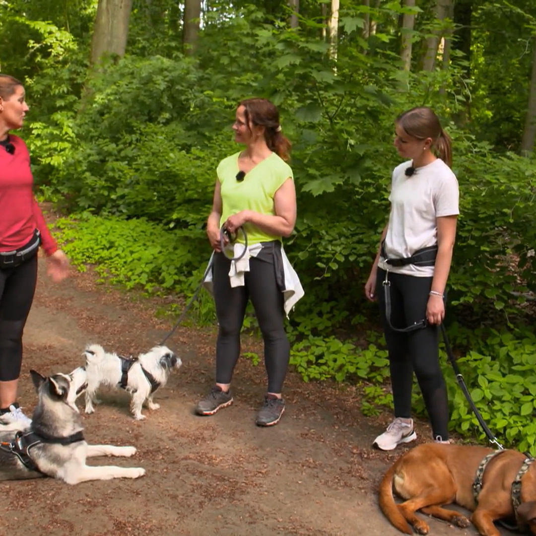 Kate Kitchenham klärt auf: Welche Hunde dürfen joggen?