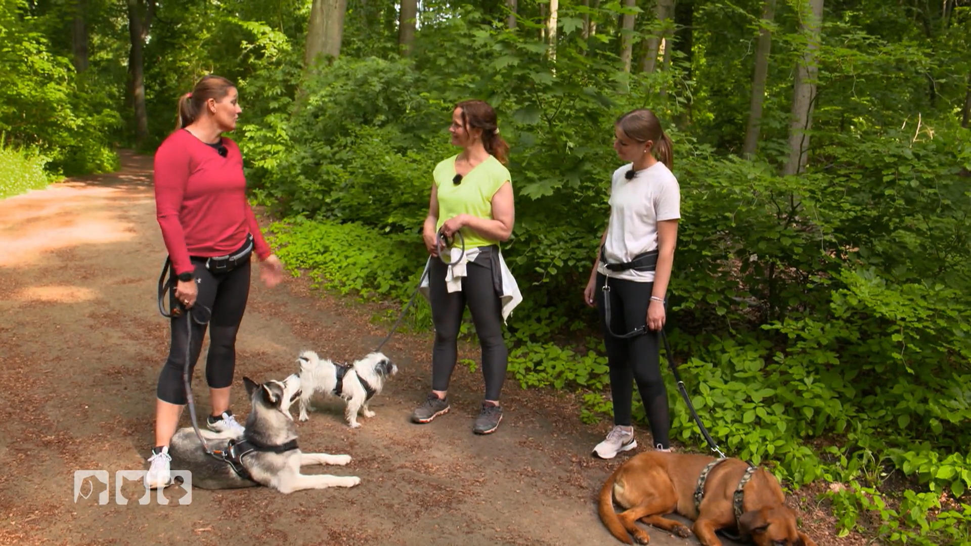 Kate Kitchenham klärt auf: Welche Hunde dürfen joggen?