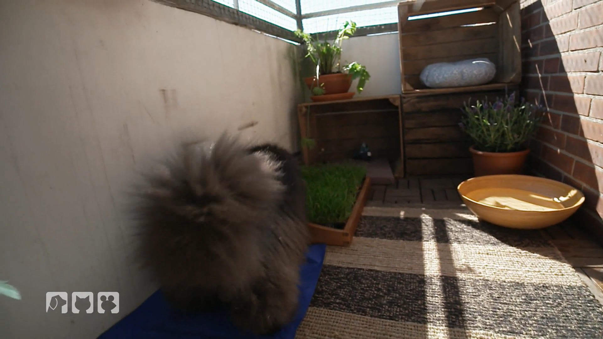 Aus wenig Platz wird Katzenoase