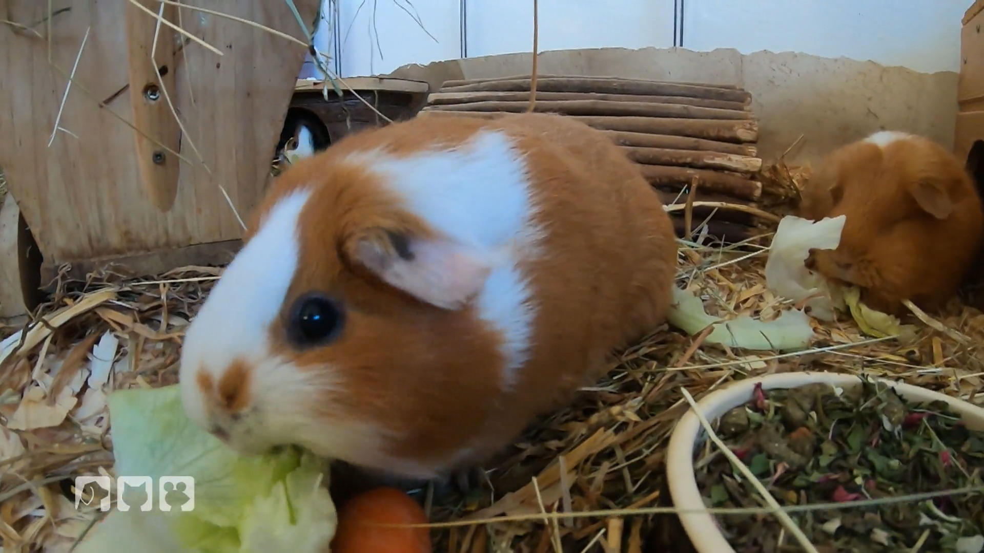Pflegestelle für Meerschweinchen