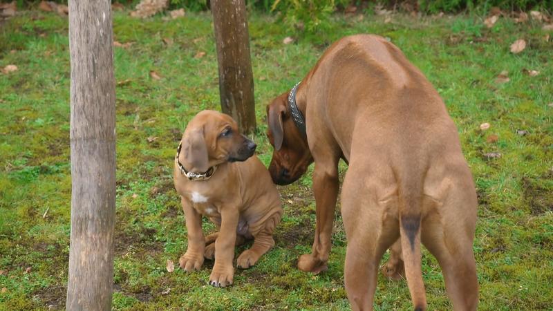 Quirliger Welpe Konrad bekommt Besuch