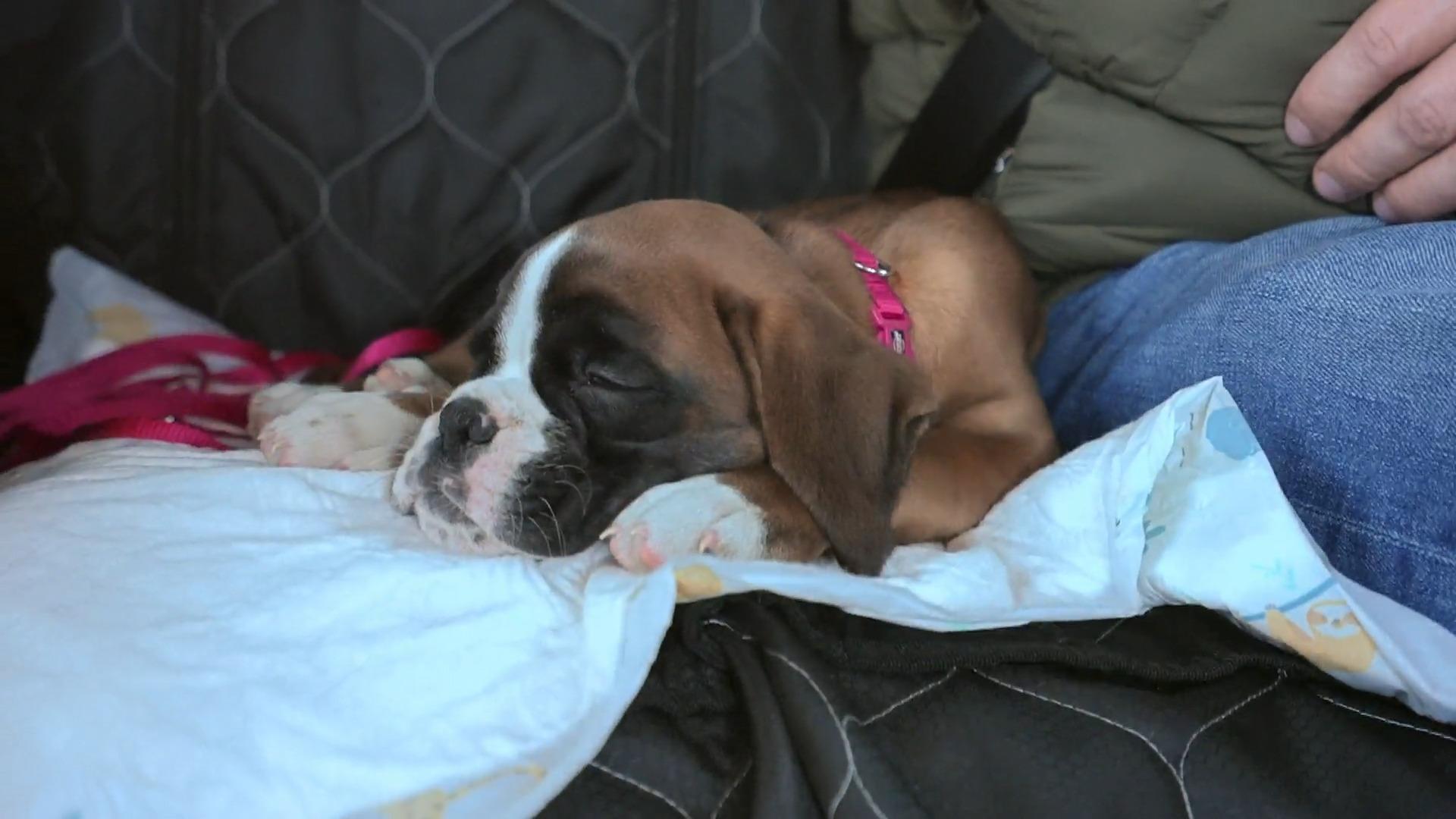 Erste Autofahrt für Welpe Tami