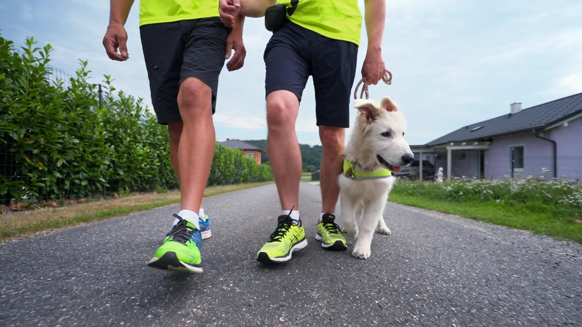 Welpe Falko geht zum ersten Mal Laufen