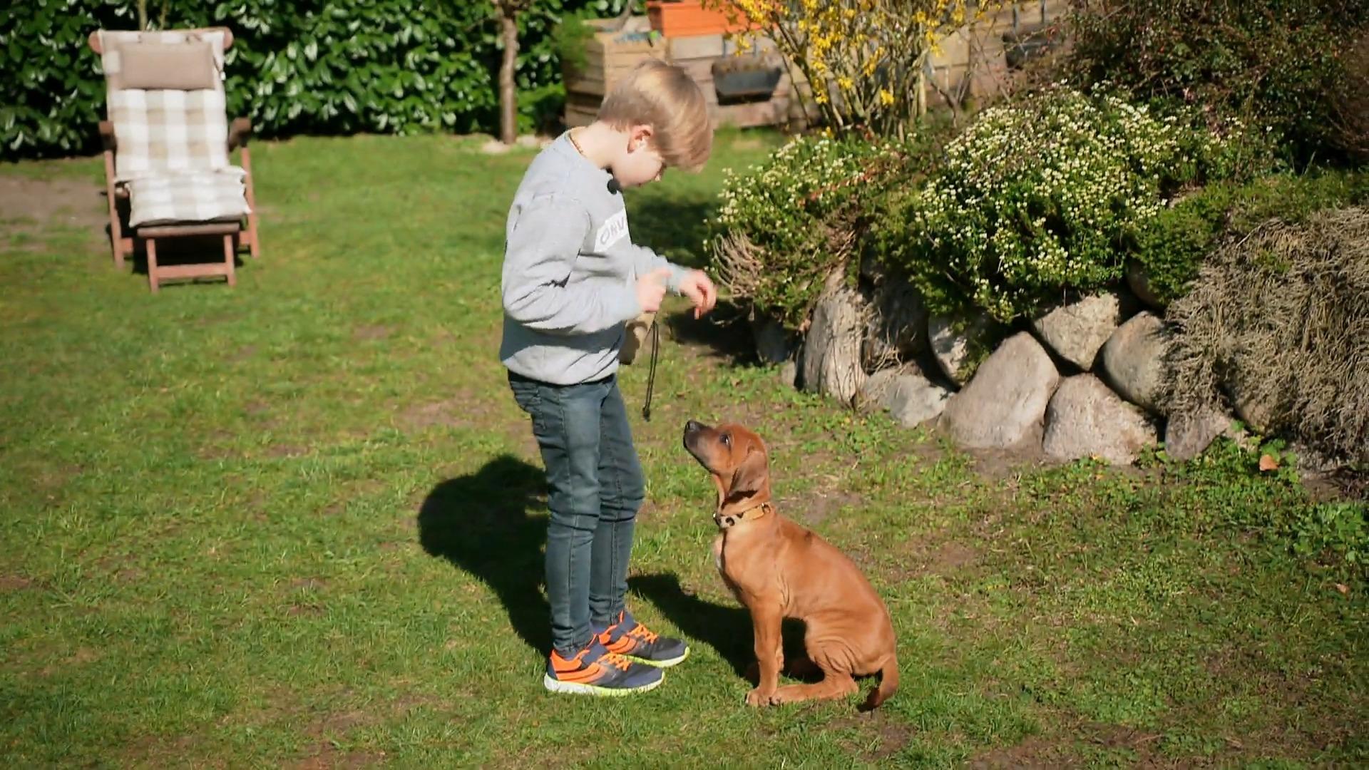 Matthis ist ein Junior-Hundeprofi