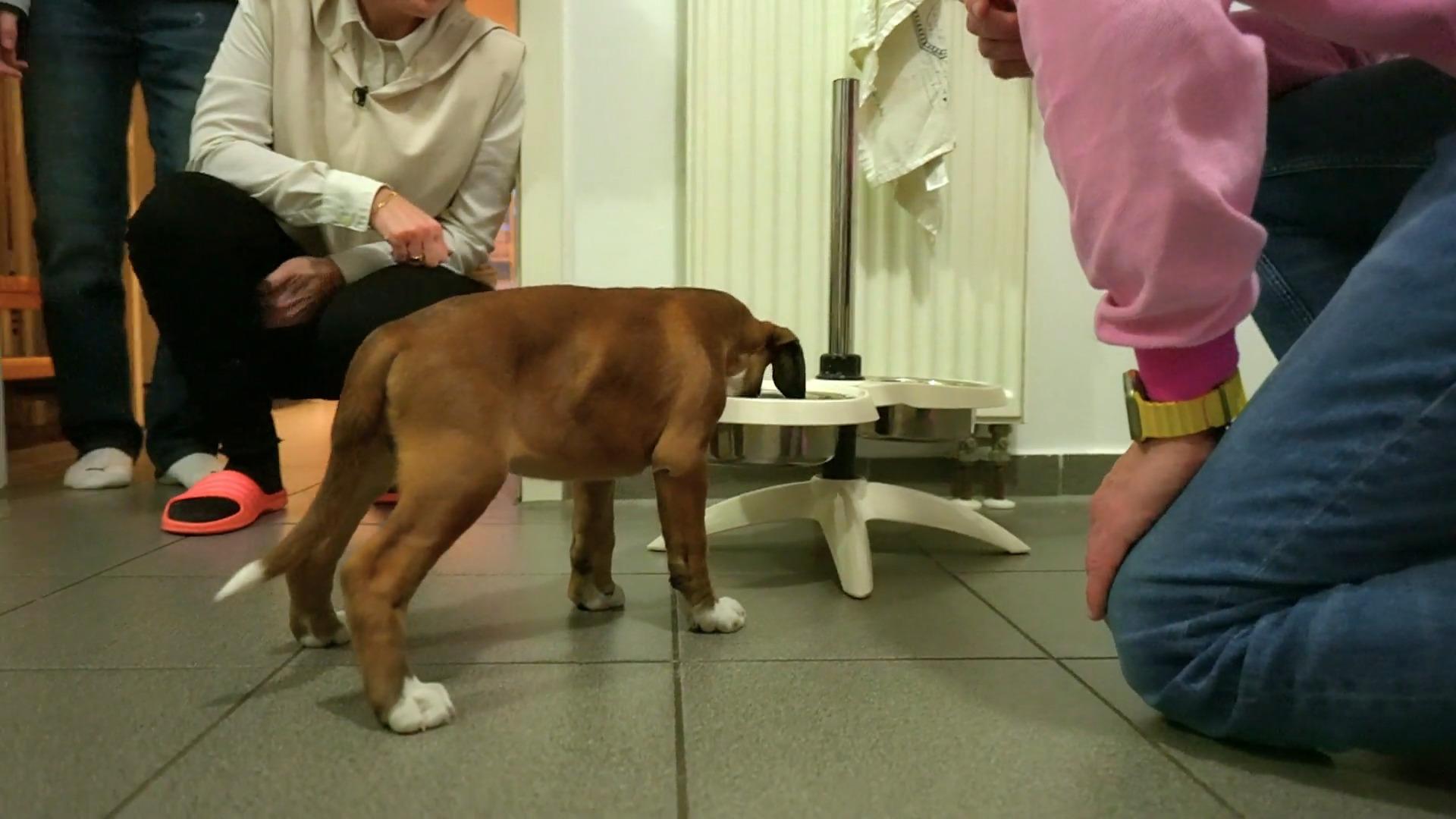 Boxer-Welpe Tami wird gefüttert