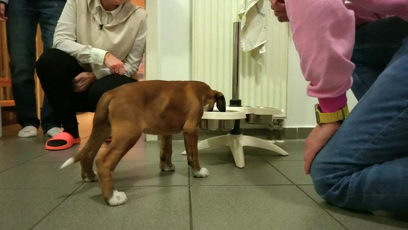 Boxer-Welpe Tami wird gefüttert