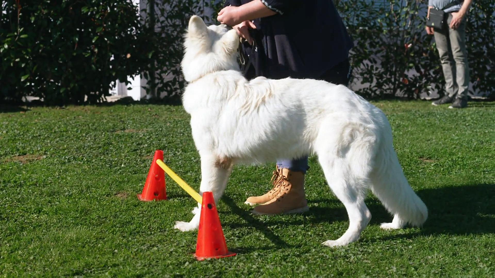 Falko wird trainiert