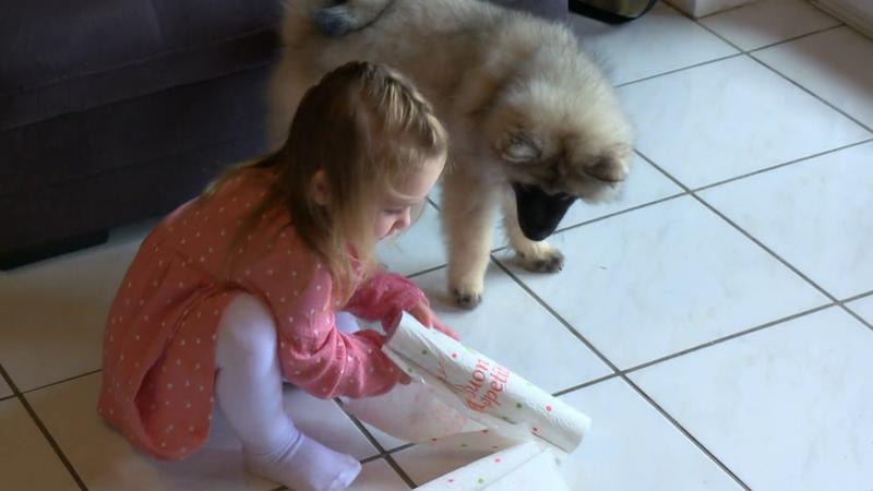 Wolfsspitz-Welpe und Kleinkind sorgen für viel Arbeit