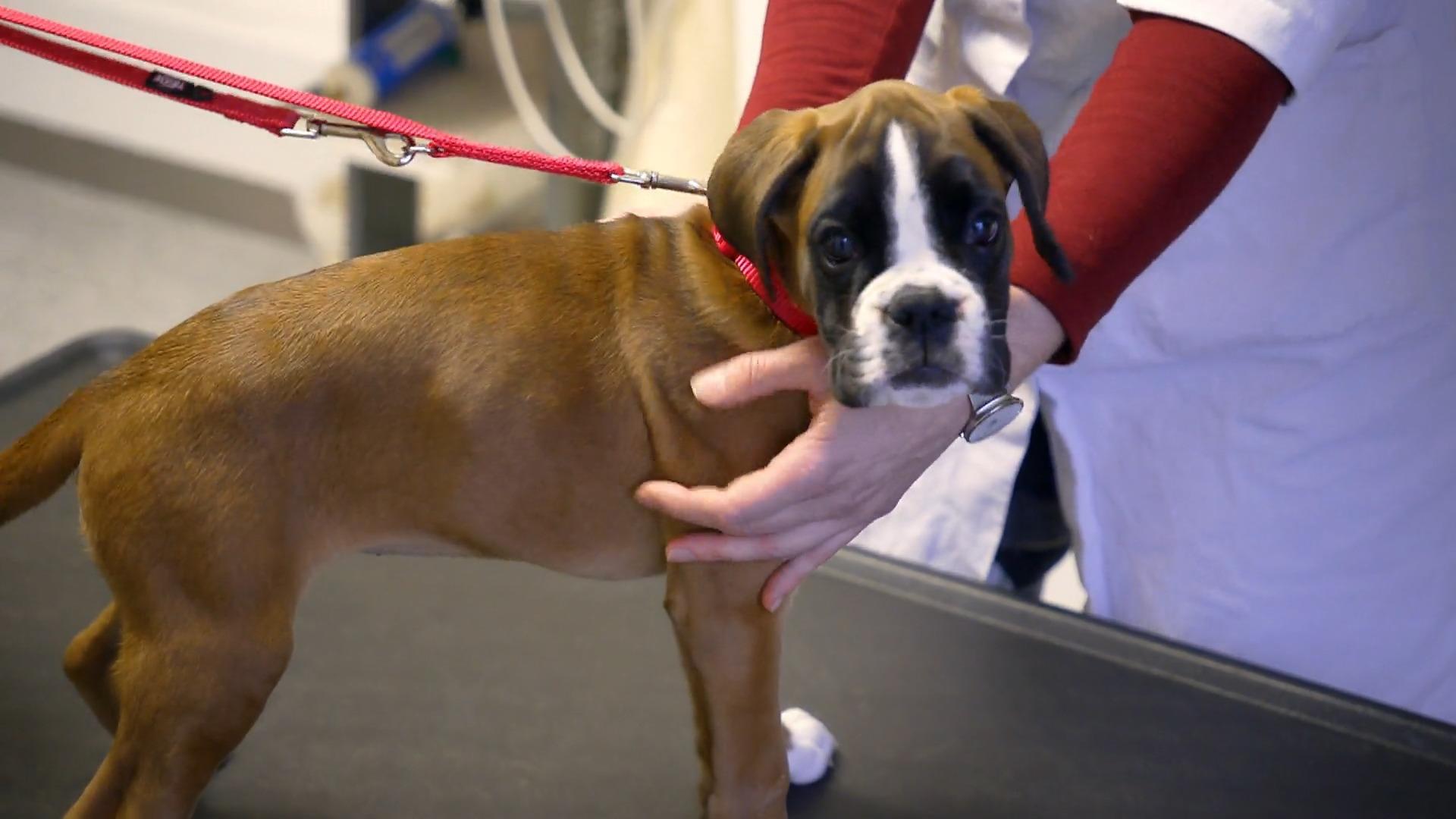 Welpe Tami ist das erste Mal beim Tierarzt