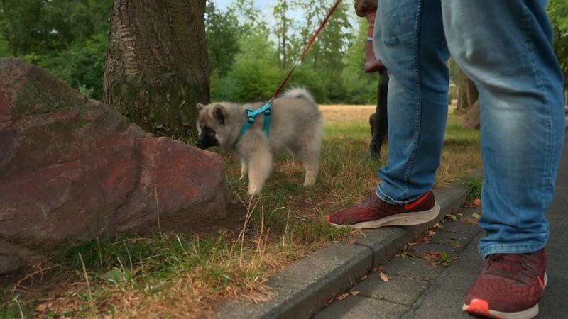Wolfsspitz-Mädchen soll an der Leine laufen