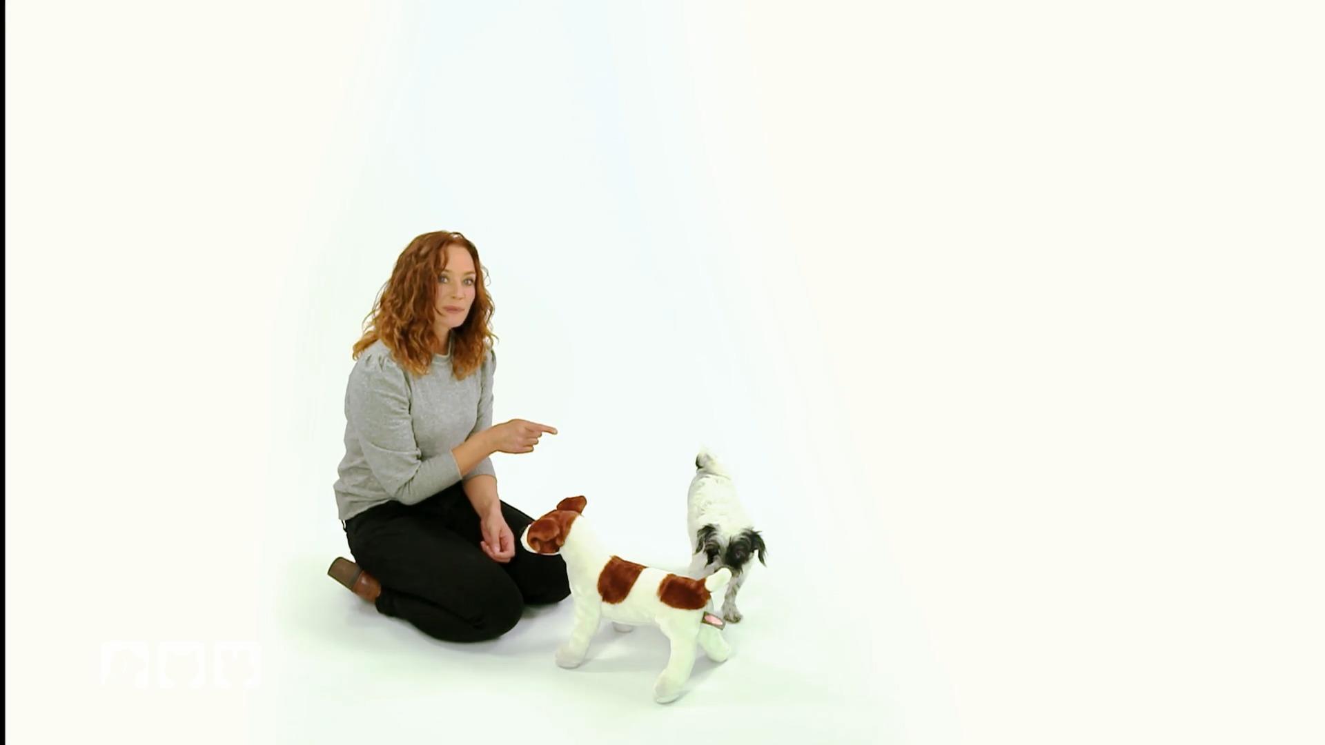 Wie empfinden Hunde Eifersucht?