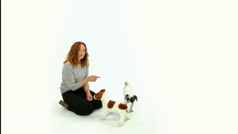 Wie empfinden Hunde Eifersucht?