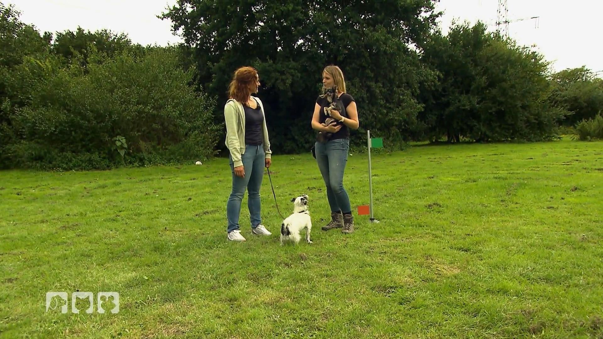 Das Beste aus allen Hundesportarten