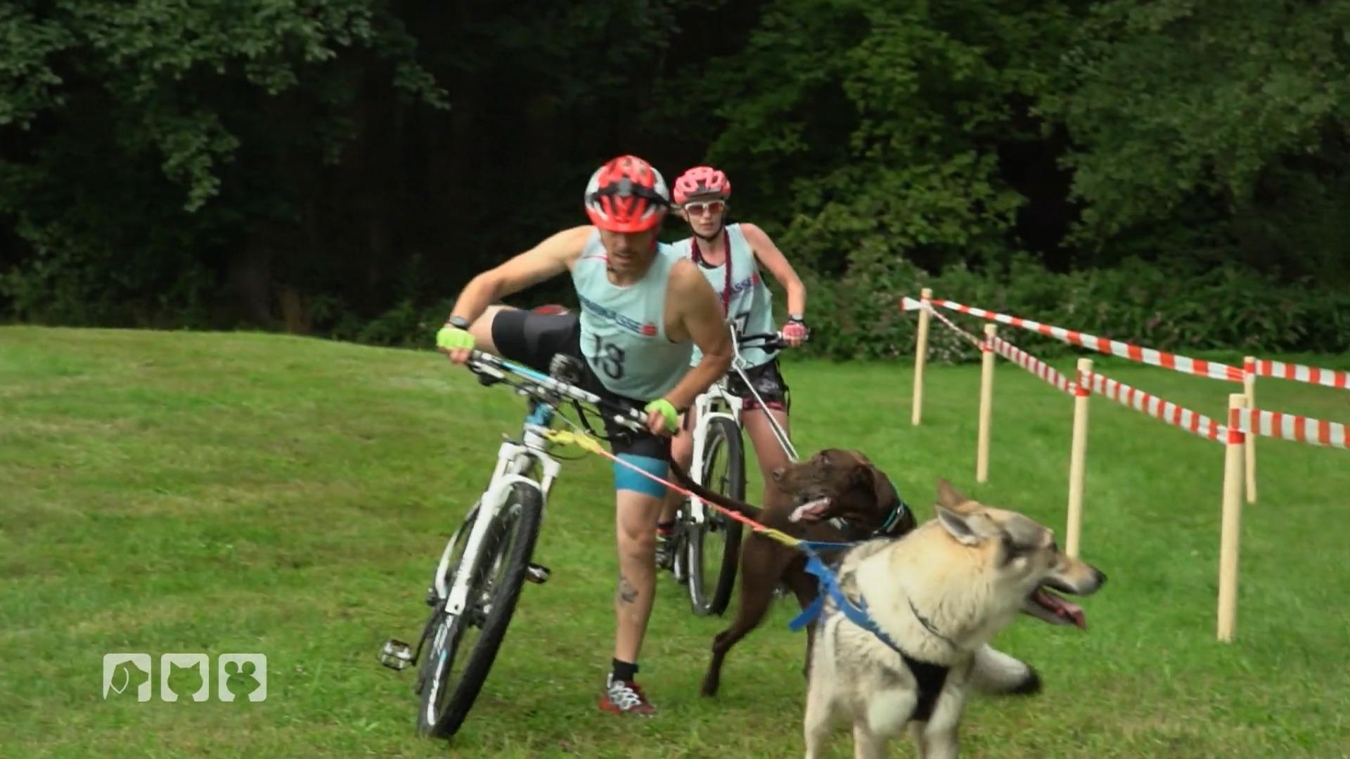 Ein internationaler Wettkampf für Mensch und Hund