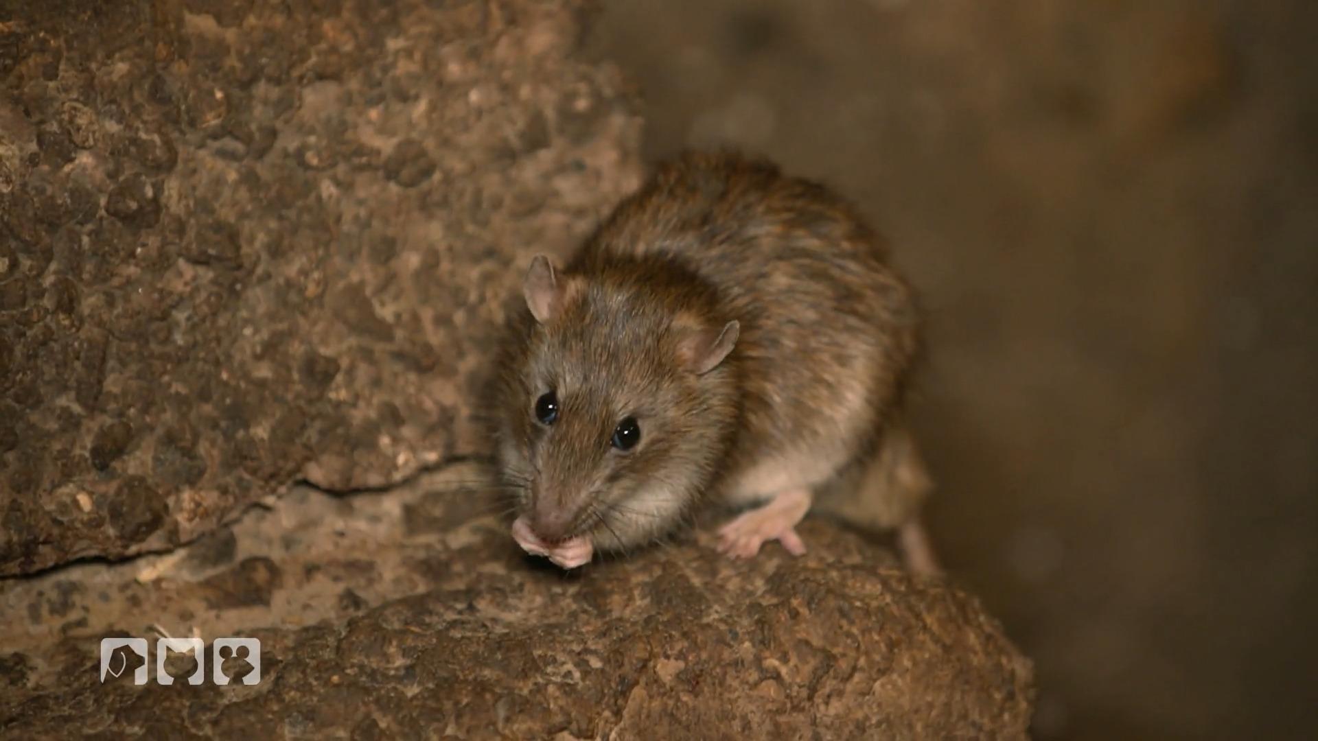 Bemerkenswert positive Ratten-Facts!
