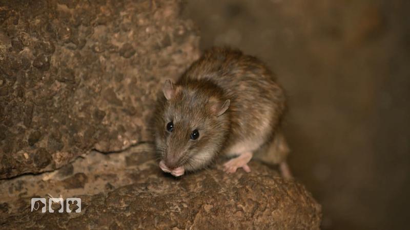 Bemerkenswert positive Ratten-Facts!