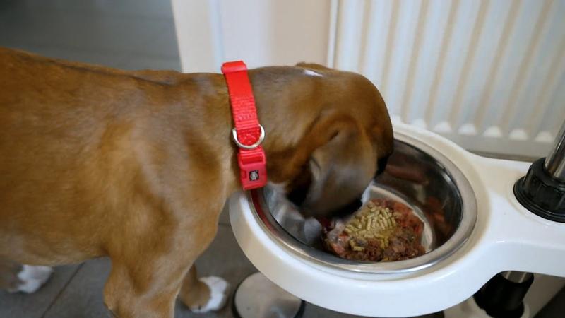Boxer-Hündin Tami bekommt ihr Frühstück
