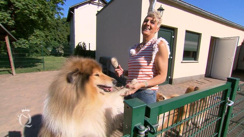 Bianka züchtet Lanhgaar-Collies