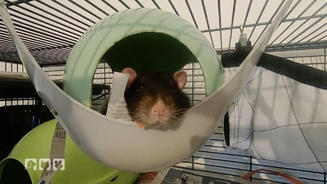 Ratten sind großartige Haustiere