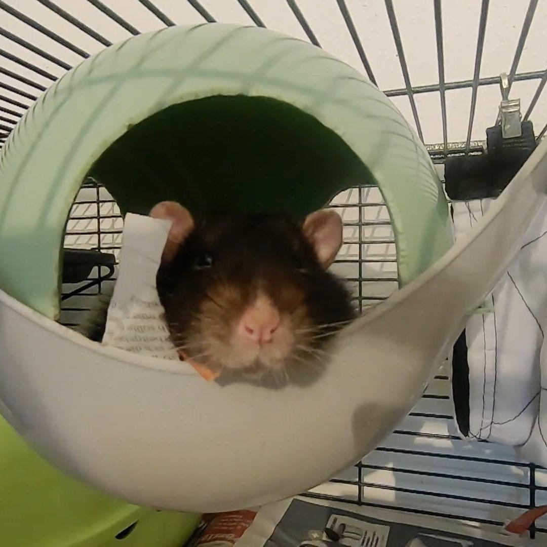 Ratten sind intelligent und suchen den Kontakt zu Menschen