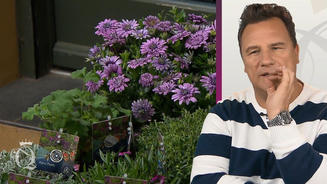 Ein Blumenstrauß macht Guido sauer