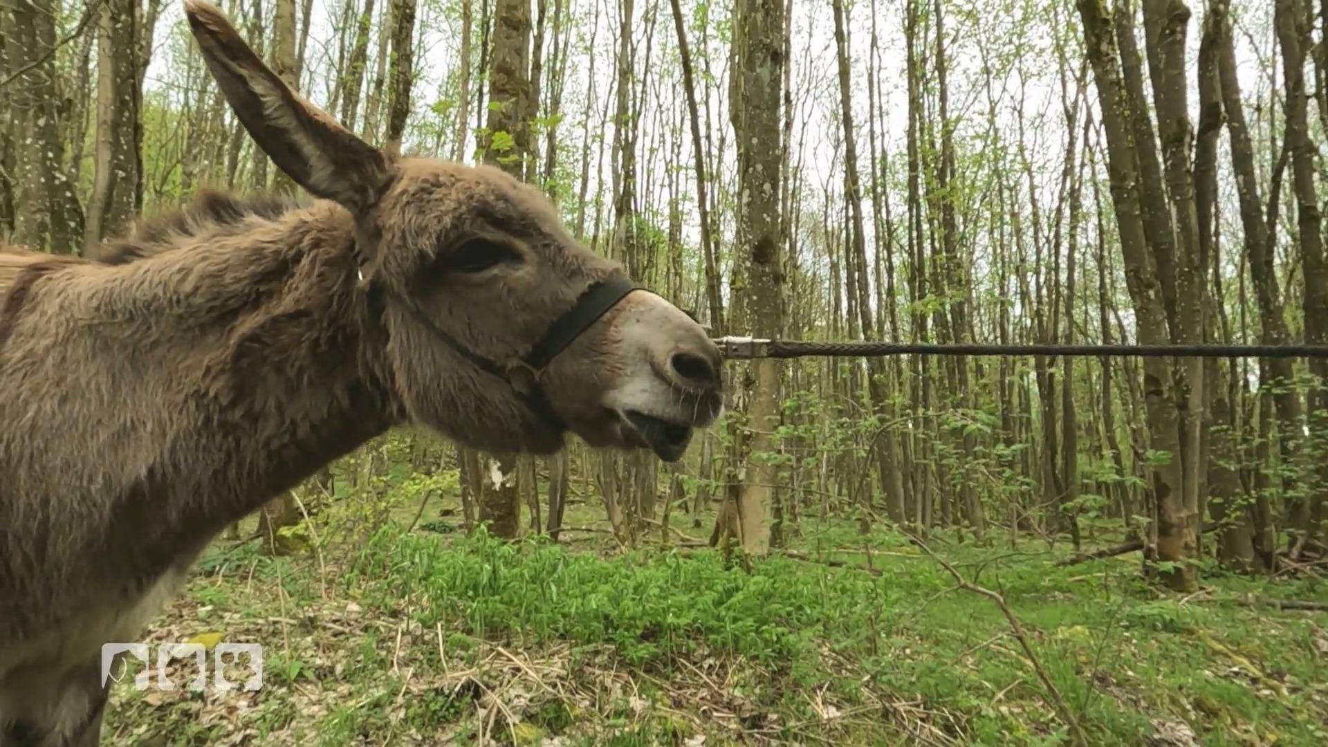 Stimmen die bösen Esel-Sprichwörter?