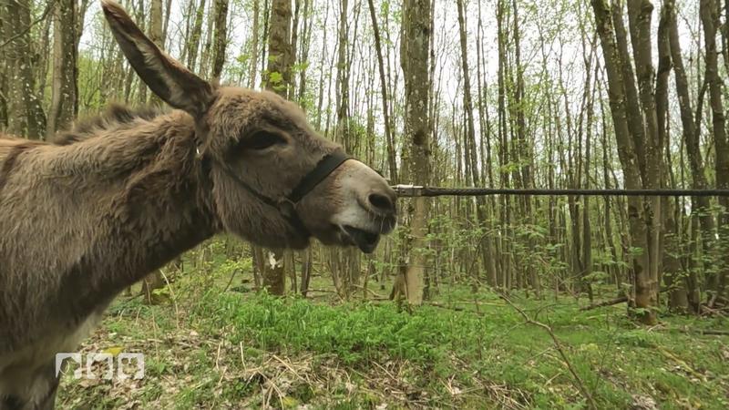 Stimmen die bösen Esel-Sprichwörter?