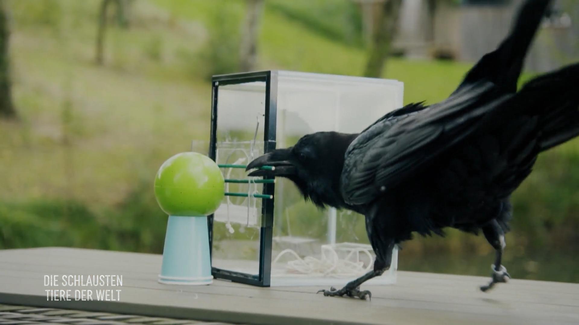 Dieser Rabe muss sieben Aufgaben lösen