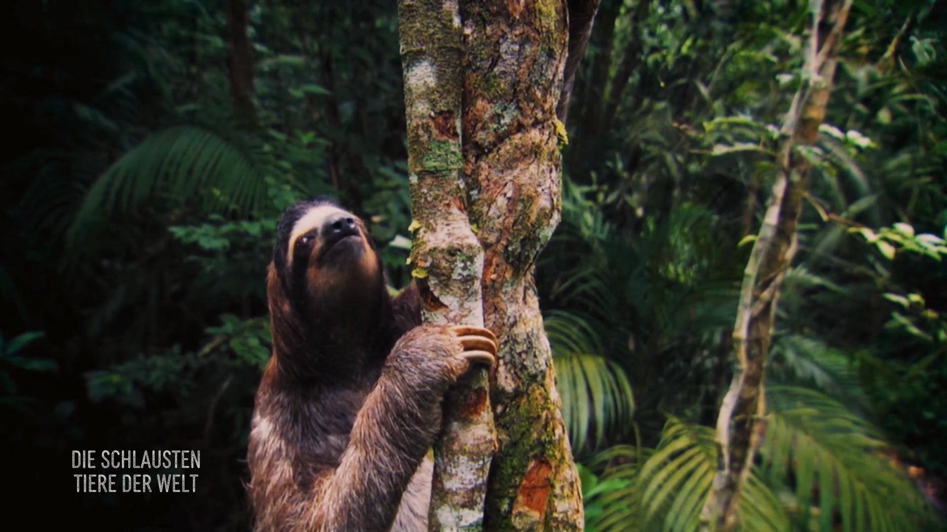 Tricks und betrügerische Verhaltensweisen bei Tieren