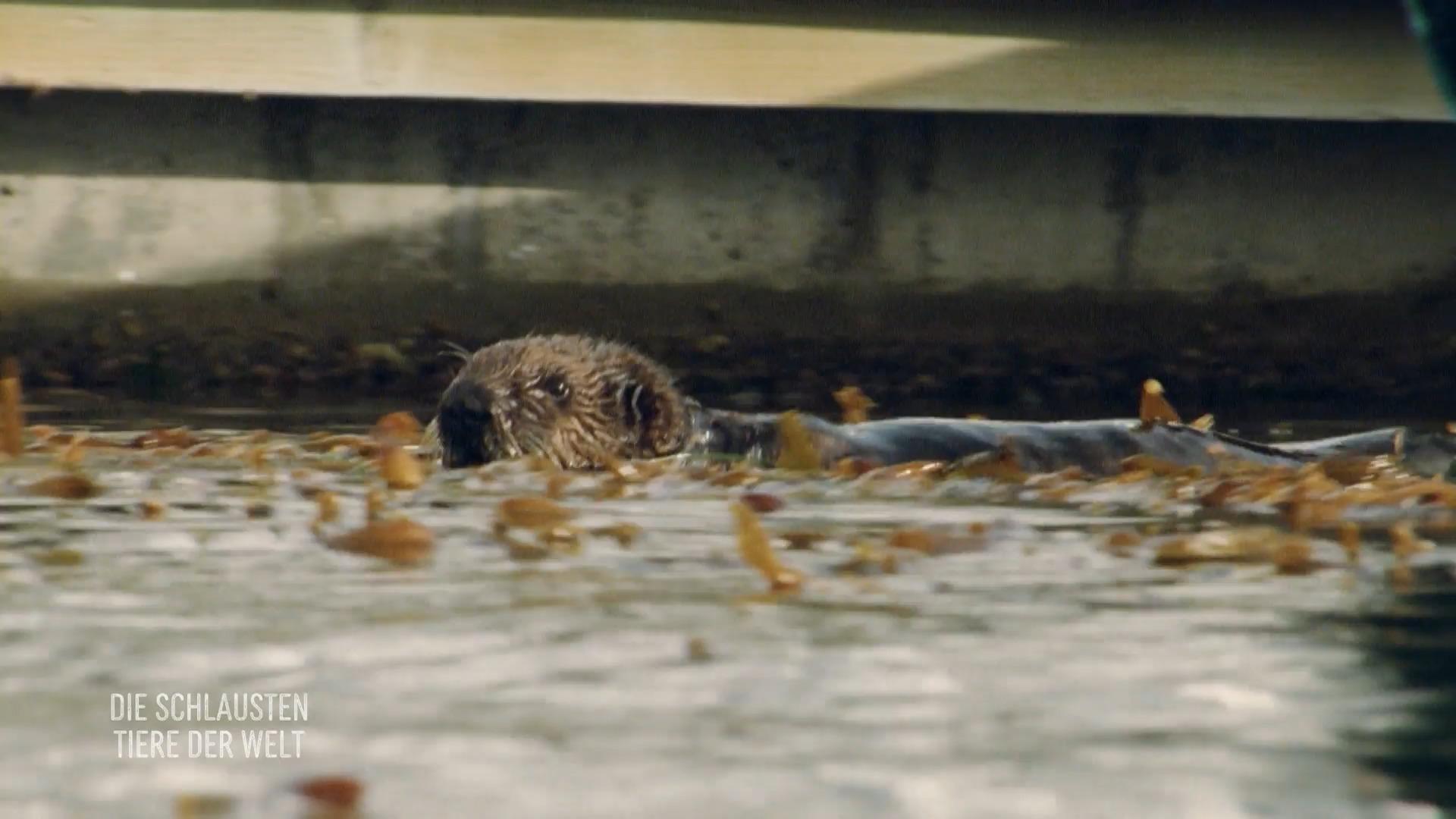 Seeotter nehmen Geiseln für Futter