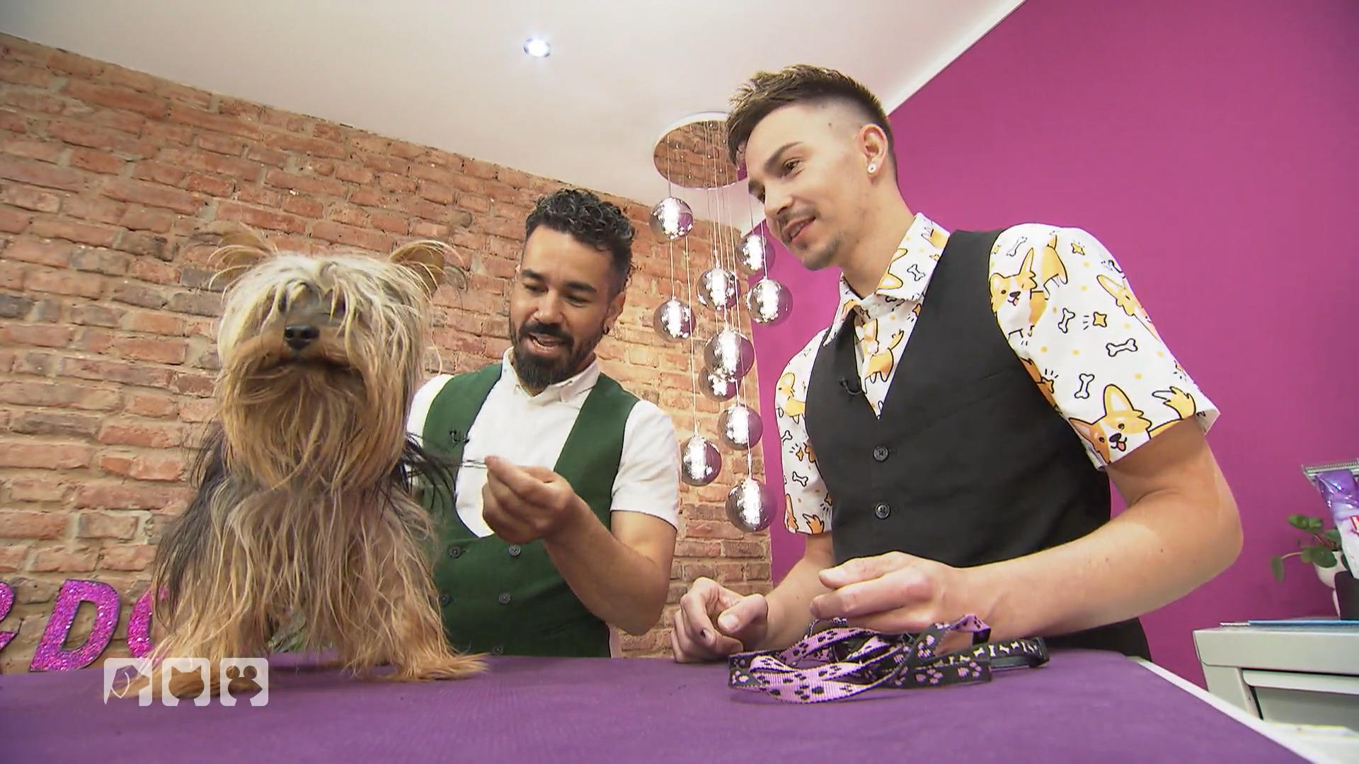Friseurtermin für Yorkie Felix