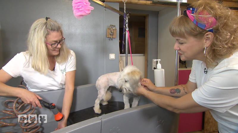 Ein Eierschäumer wird zum Shampooaufschäumer