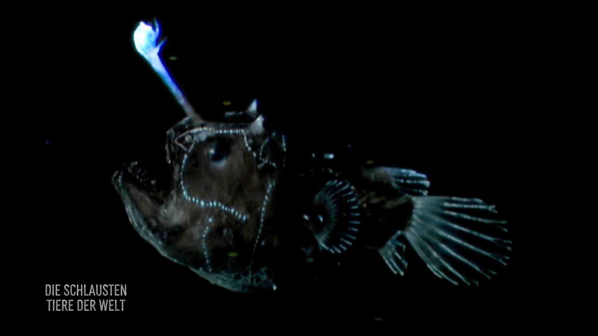 Der eigene Körper als Köder