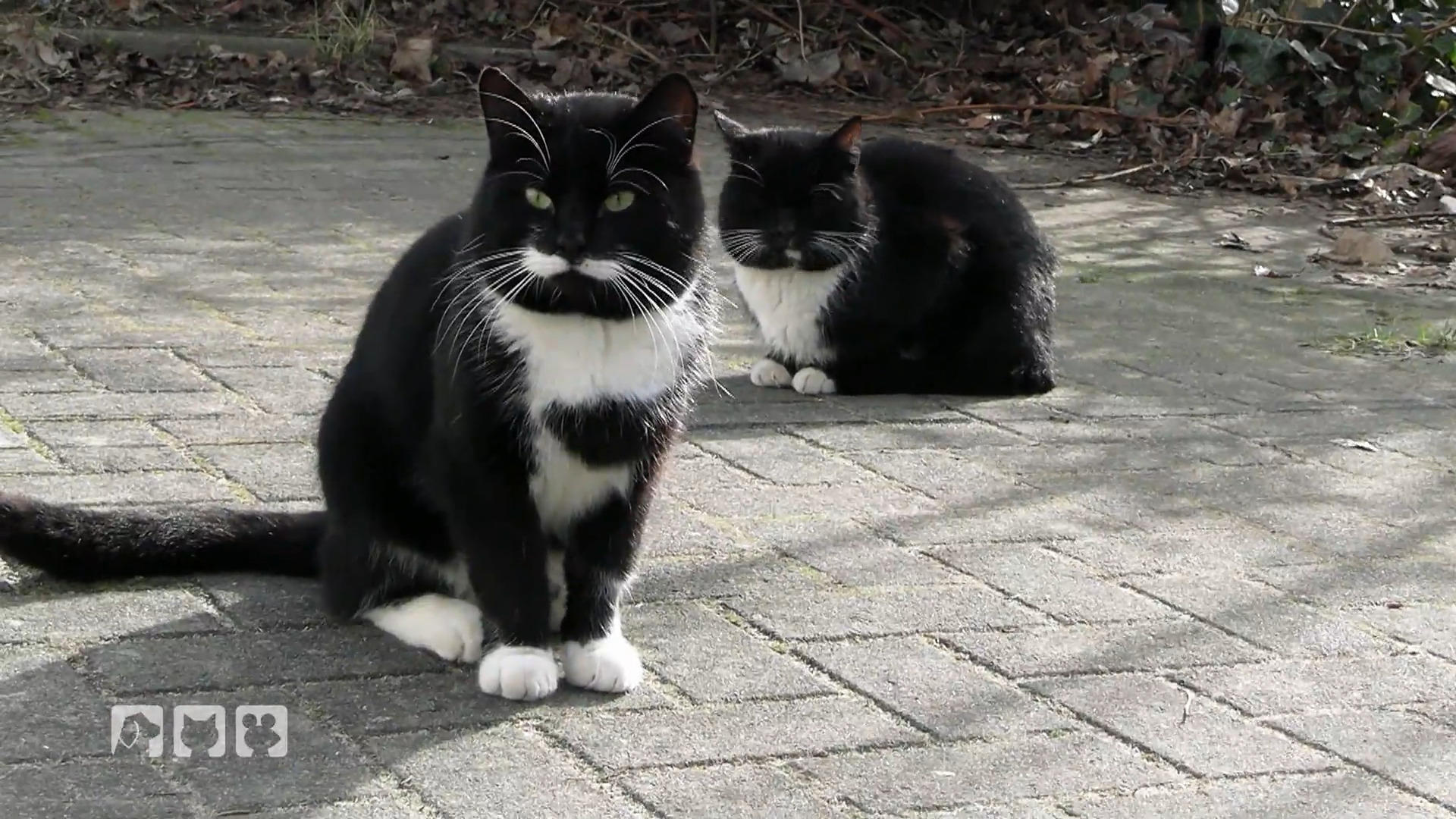 Treffpunkt für unzählige Streunerkatzen