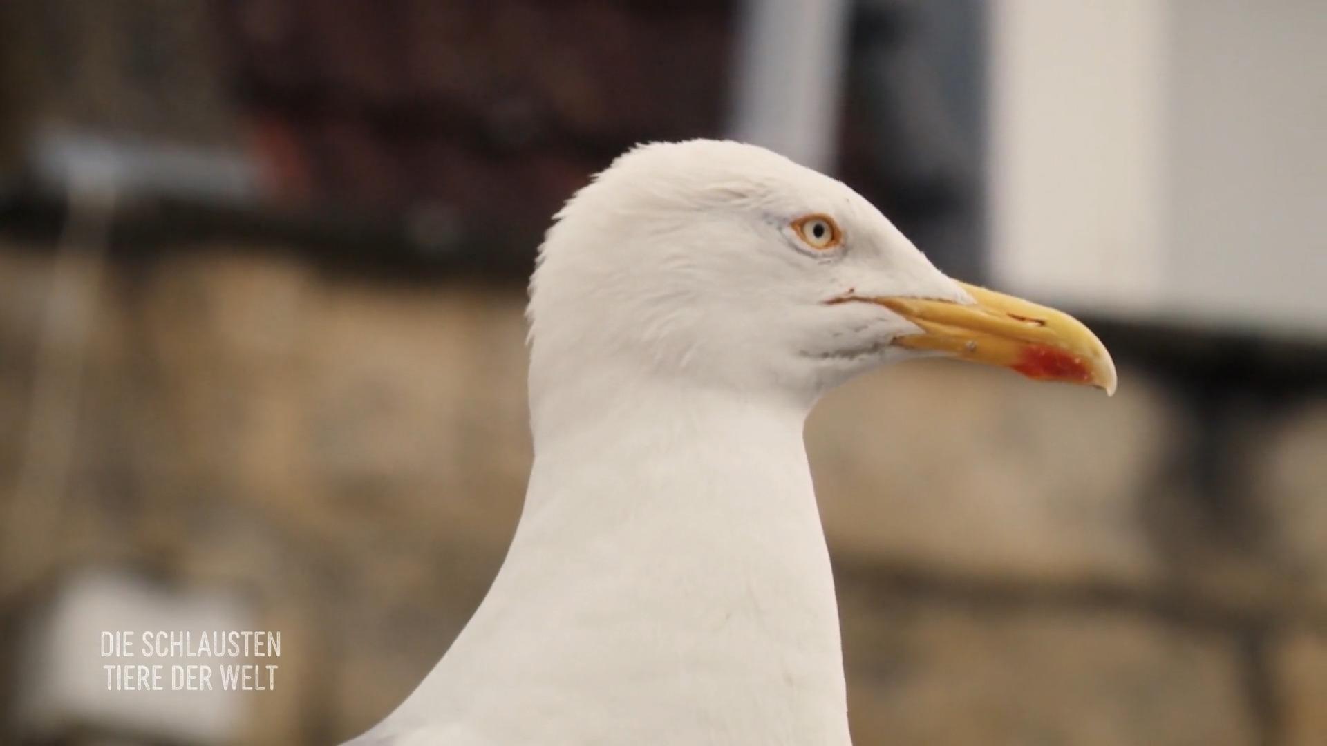 Möwen stehlen dreist ihr Essen