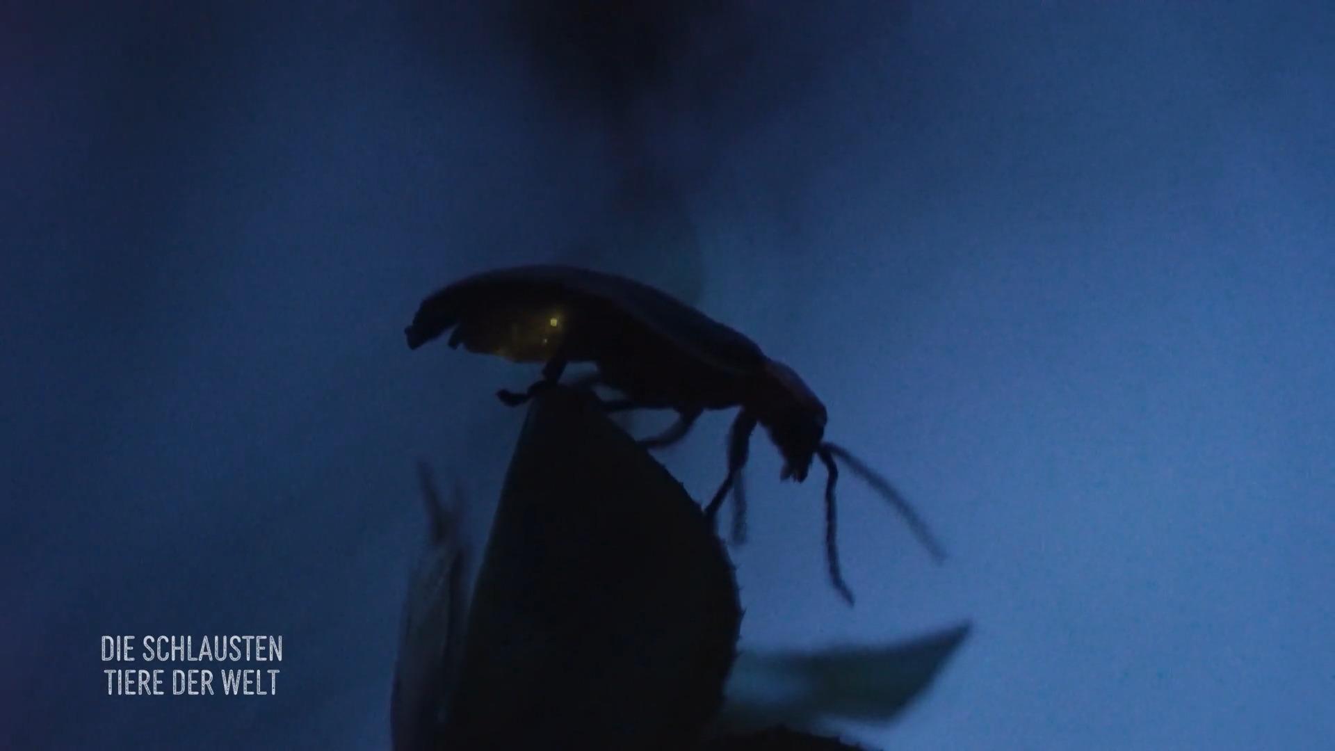 Clevere Irreführung ist wichtig zum Überleben