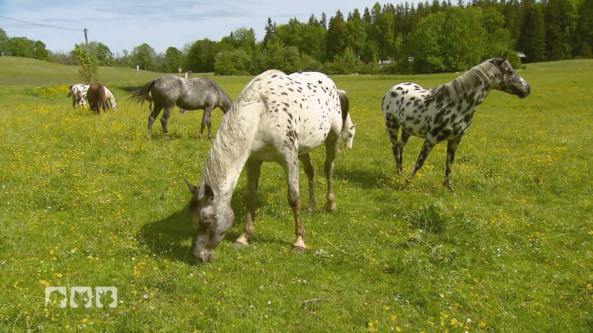 In Deutschland sehr selten - Die Appaloosa Pferde