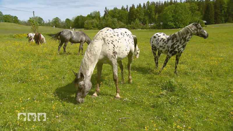 In Deutschland sehr selten - Die Appaloosa Pferde