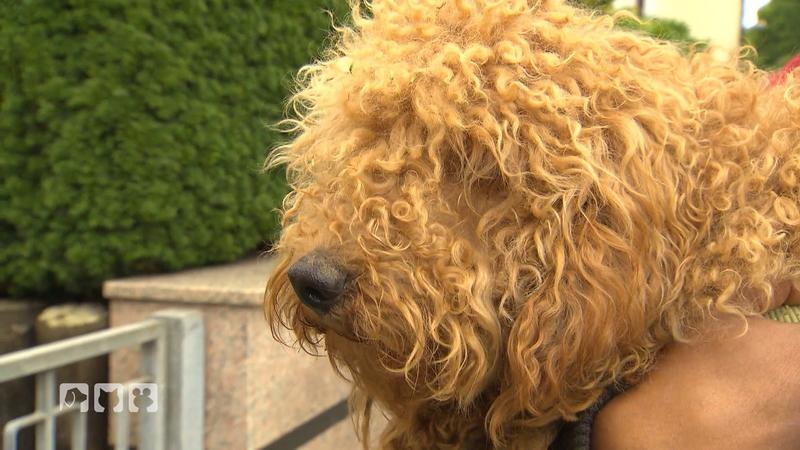 Dieser Pudel bekommt eine neue Frisur