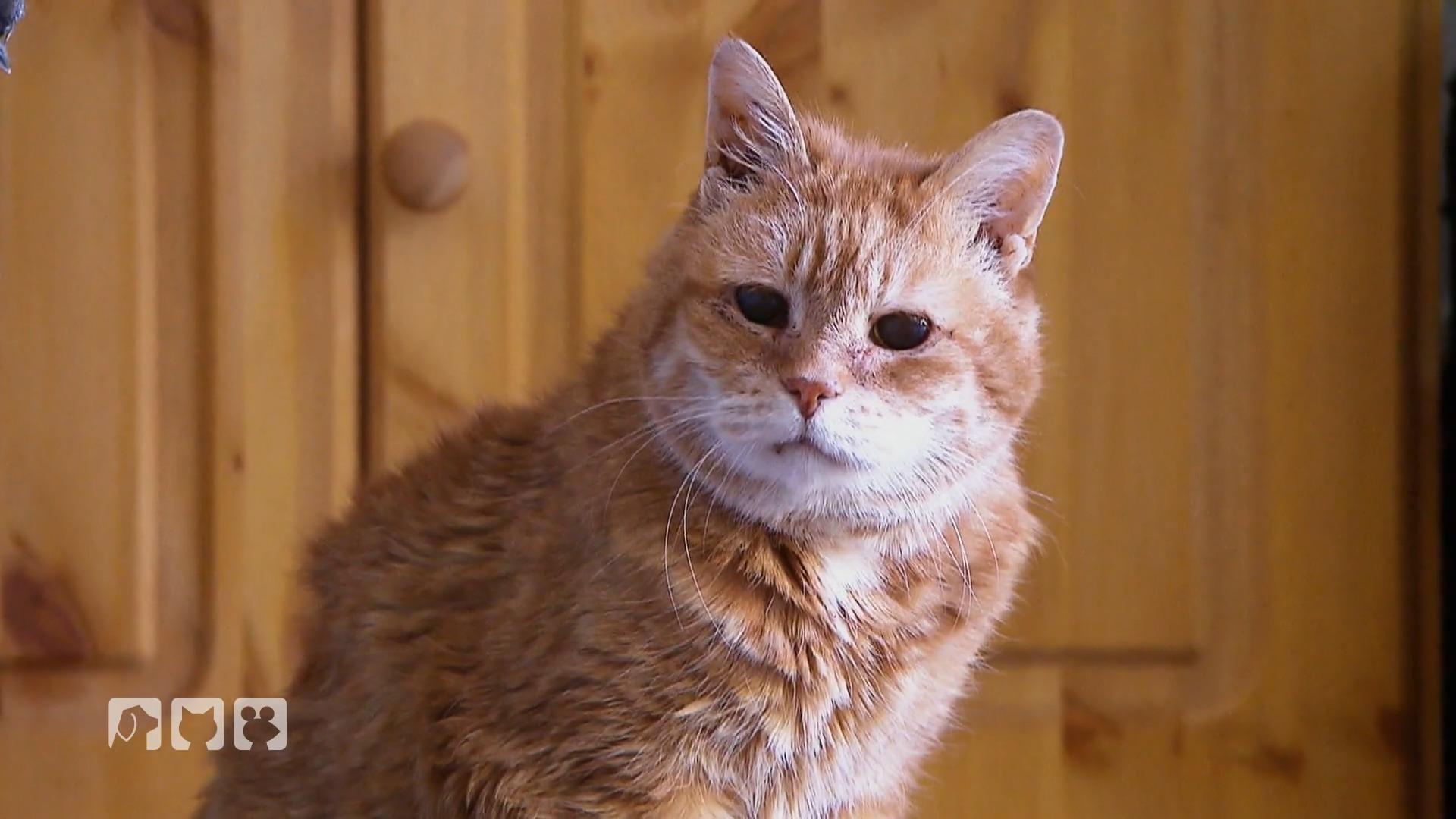 Wie werden Katzen gesund alt?