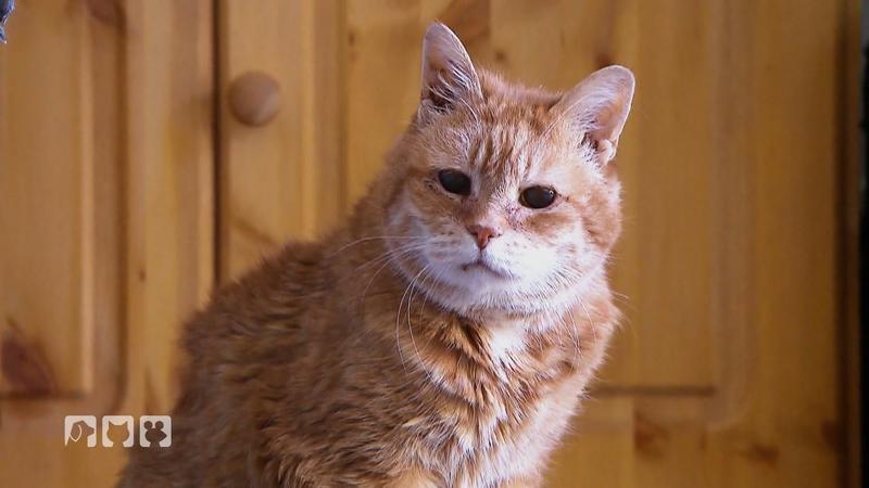 Wie werden Katzen gesund alt?