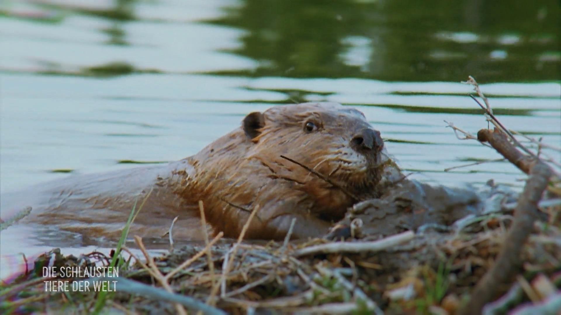Biber sind wahre Talente