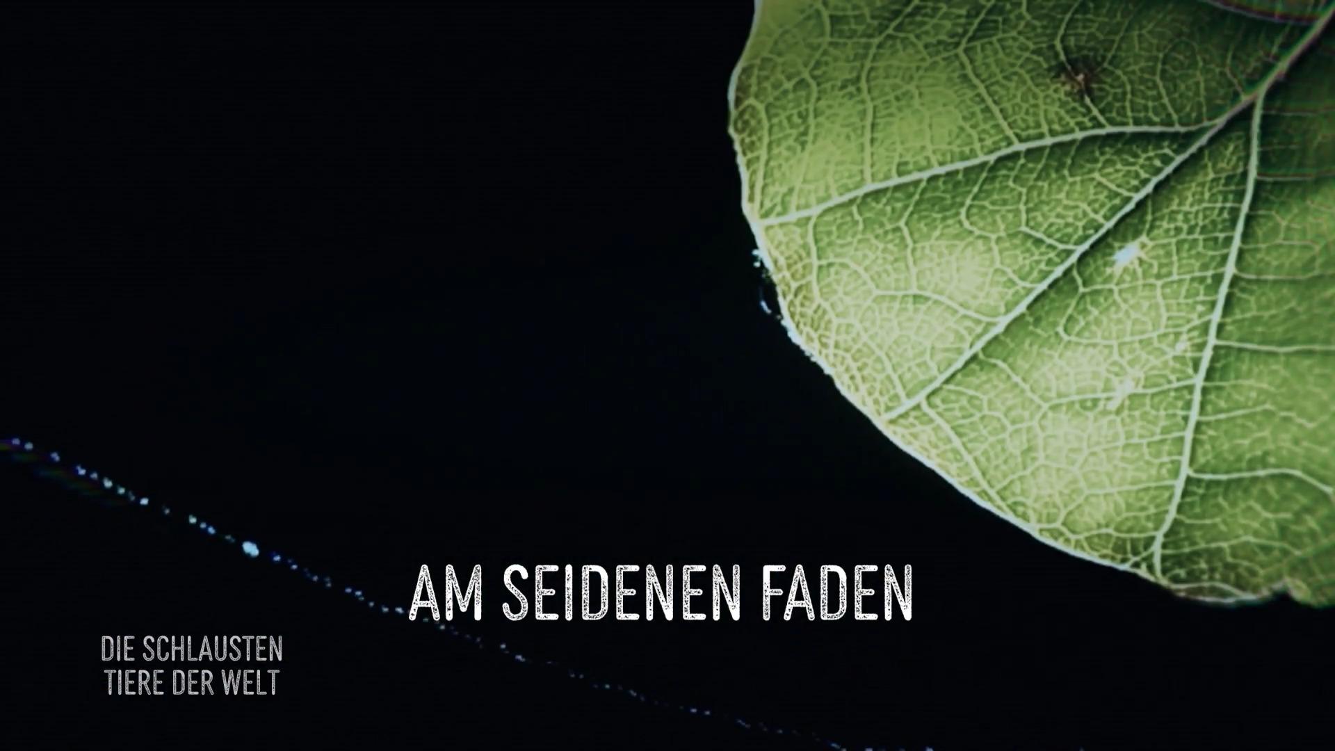 Die Spinne und ihr Baumaterial