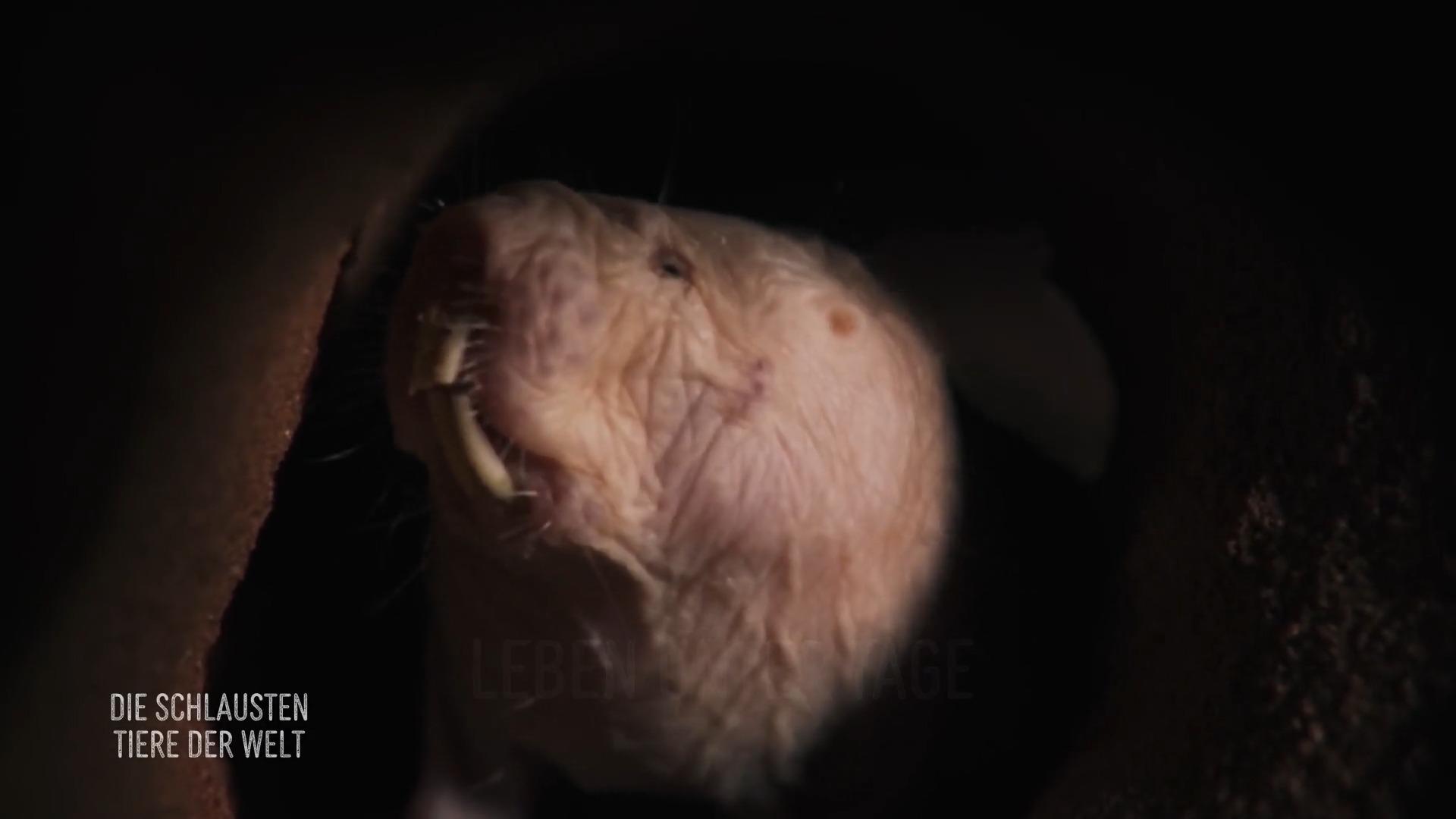 Der Nacktmull weiß sich zu schützen