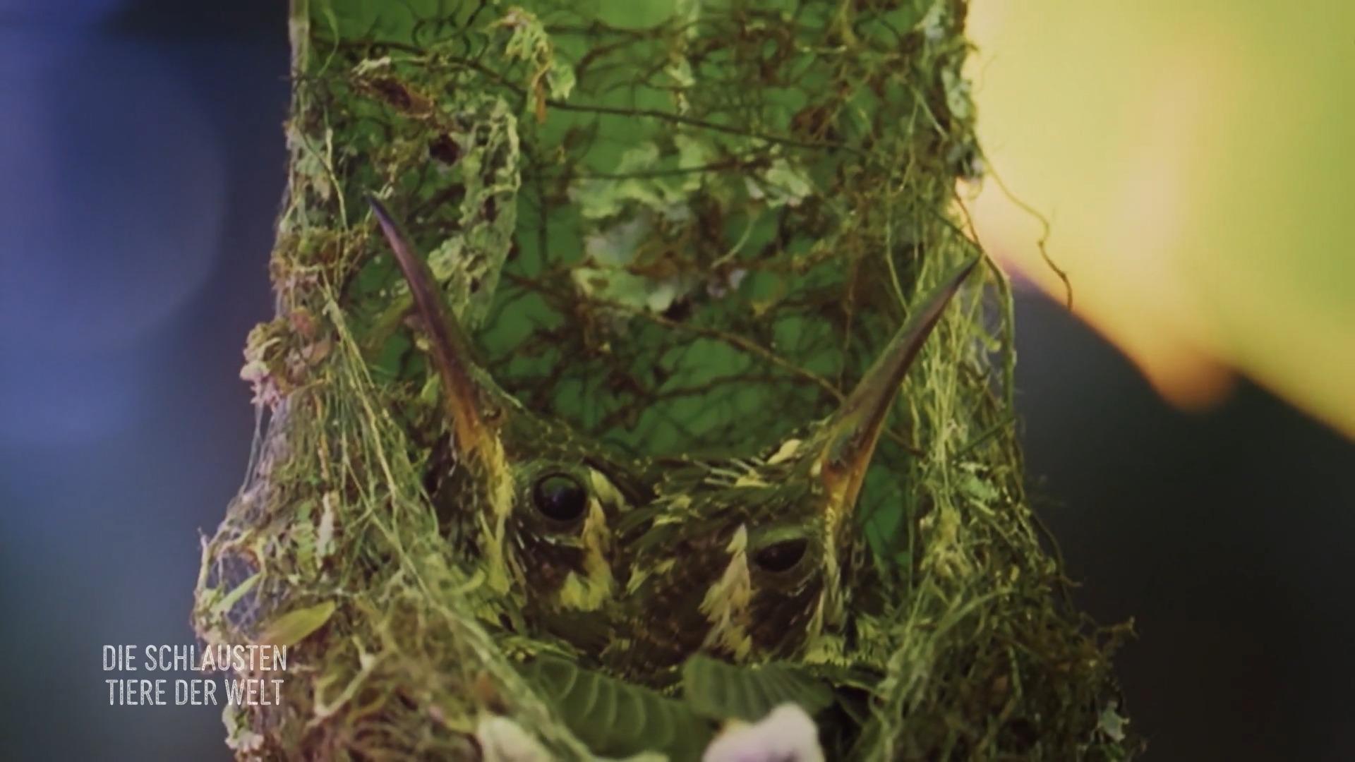 Vögel können überall hausen