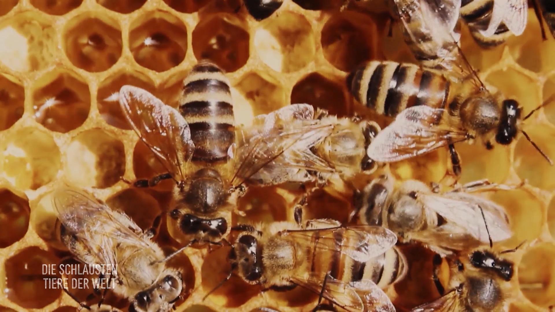 Bienen sind präzise Baumeister