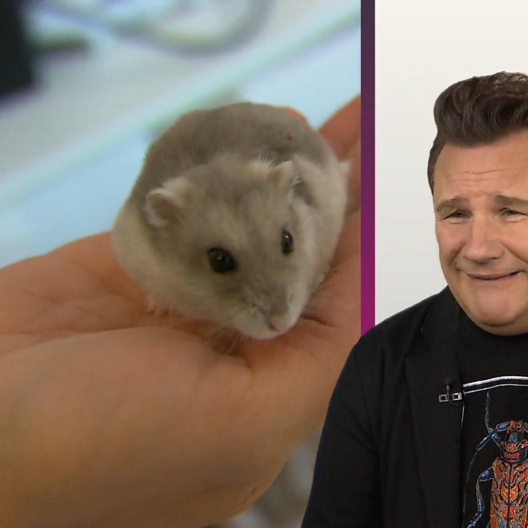 Bei diesen Tierchen wird es Guido ganz anders
