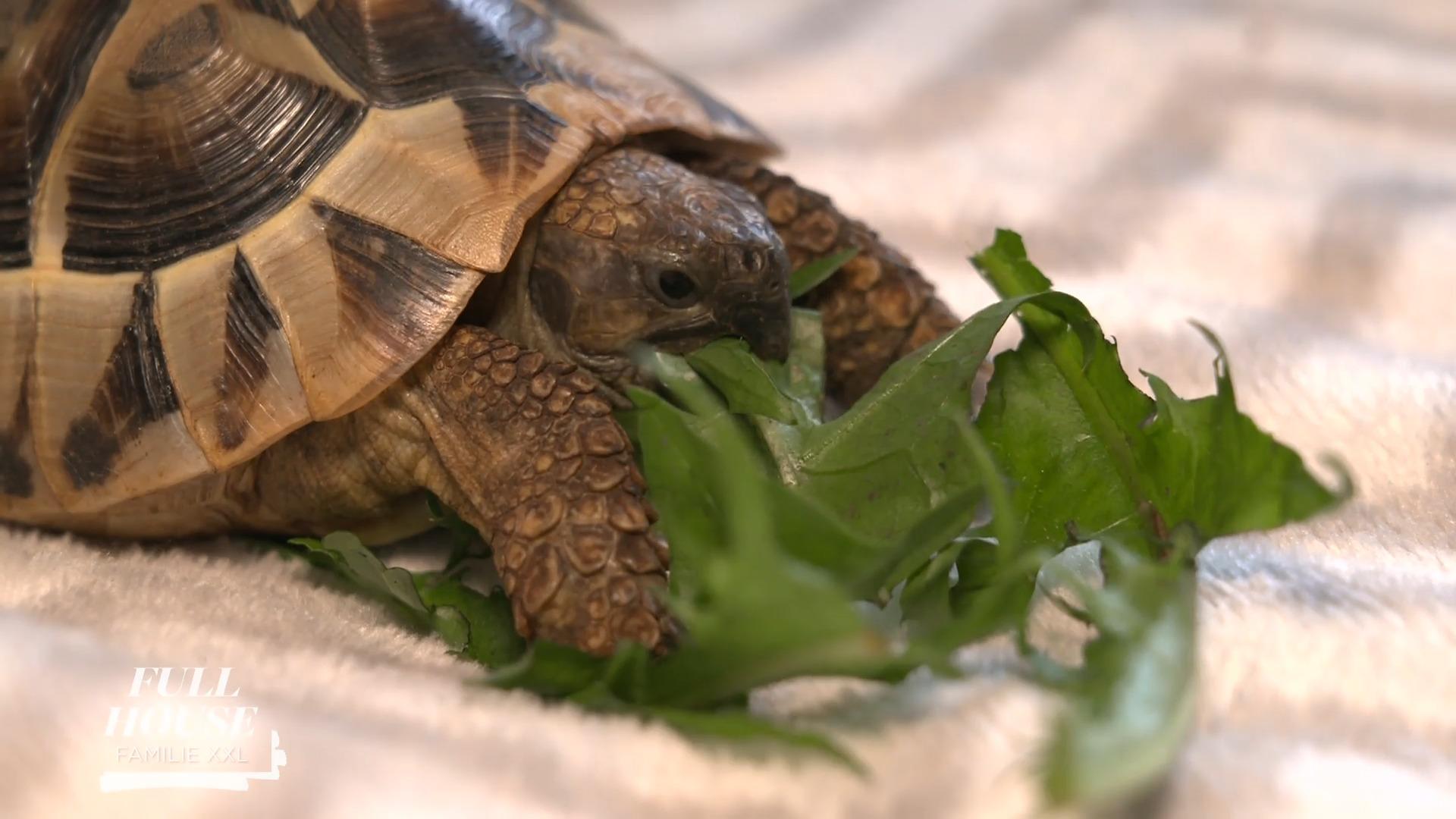 Das große Schildkrötengehege-Projekt im Garten