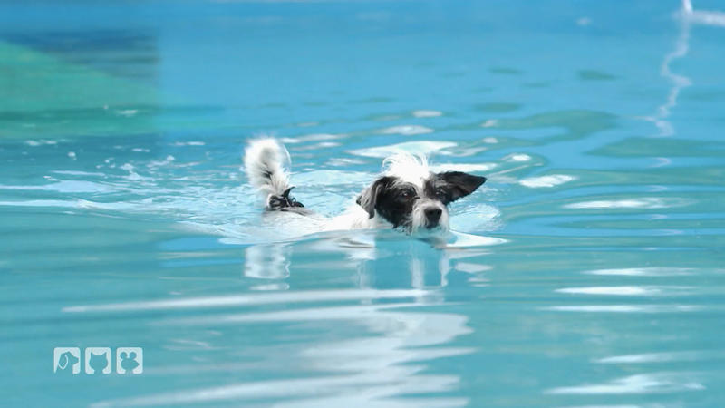 Ab ins kühle nass im Kölner Hundefreibad