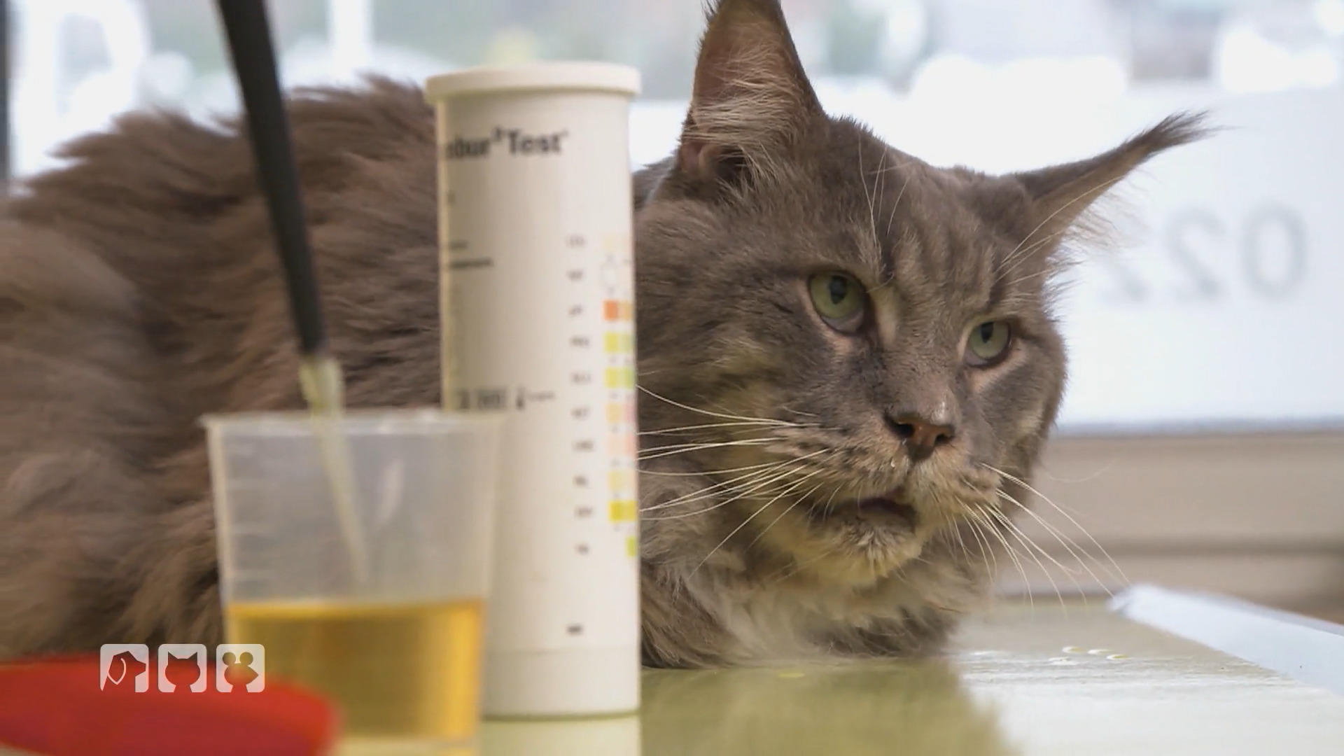 Diabetes - Immer häufiger bei Katzen